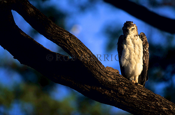 HawkEagleLewa_003
