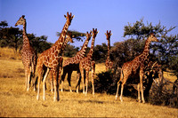 GiraffeLewa_006