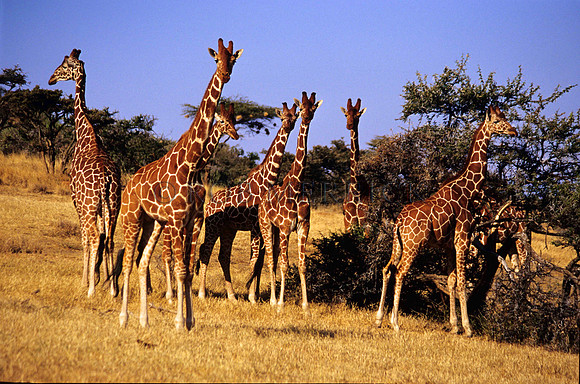 GiraffeLewa_006