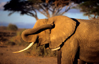 ElephantAmboseli_007