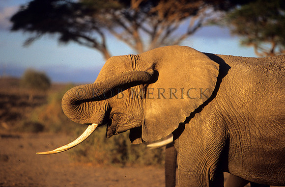 ElephantAmboseli_007