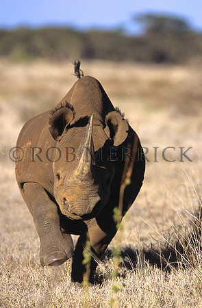 BlackRhinoLewa_025