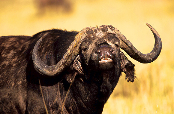 CapeBuffaloMara_001
