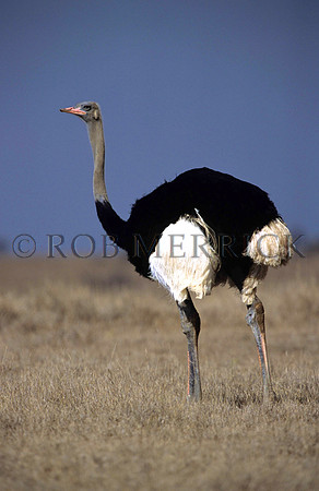 OstrichLewa_010