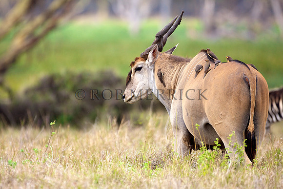 ElandLewa_002