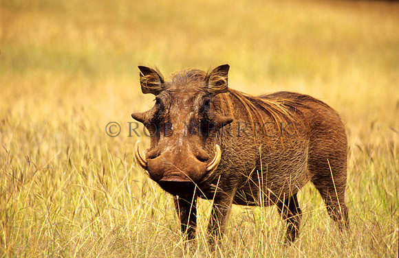 WarthogMara_001