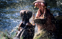 HippoMara_002