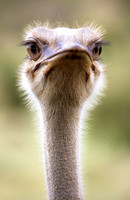 OstrichLewa_005