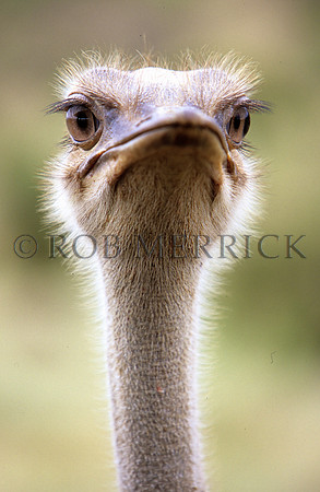 OstrichLewa_005