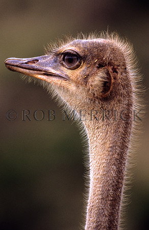 OstrichLewa_006