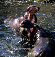 HippoMara_008