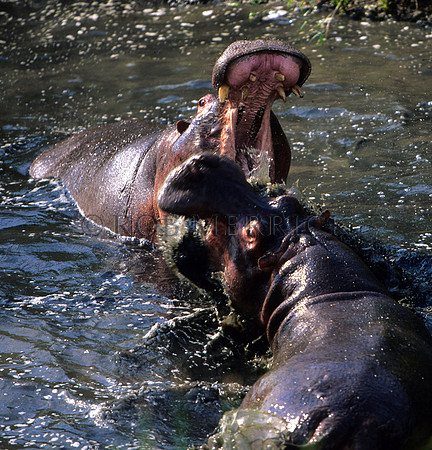 HippoMara_008