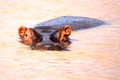 Hippo
