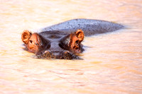 HippoLewa_001