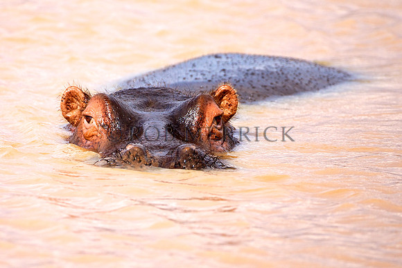 HippoLewa_001