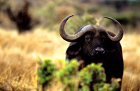 CapeBuffaloLewa_012