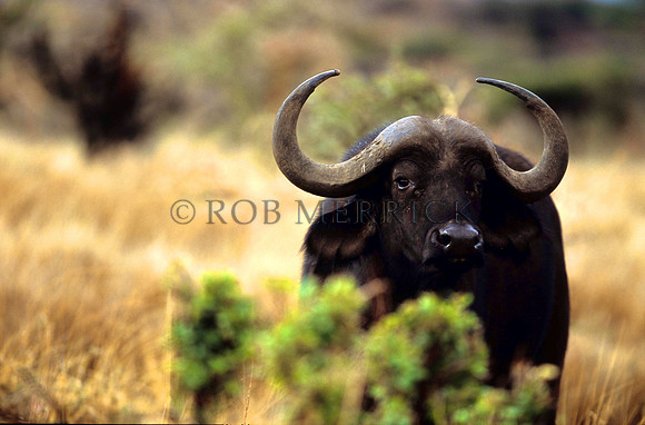 CapeBuffaloLewa_012