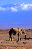 ElephantAmboseli_002