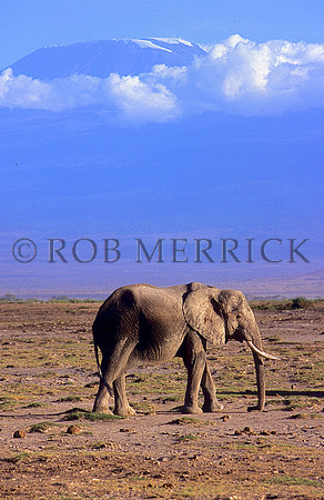 ElephantAmboseli_002