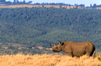 BlackRhinoLewa_014