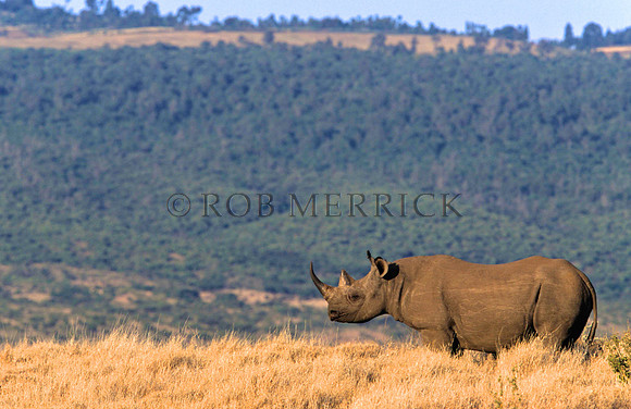 BlackRhinoLewa_014