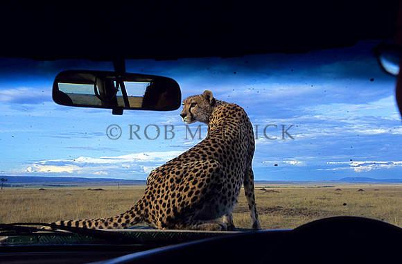CheetahMara_001
