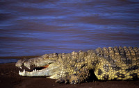 CrocSamburu_001