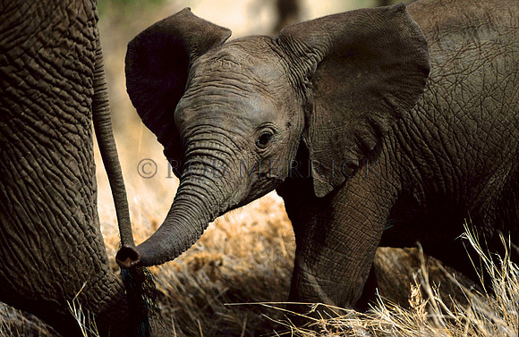 ElephantLewa_010