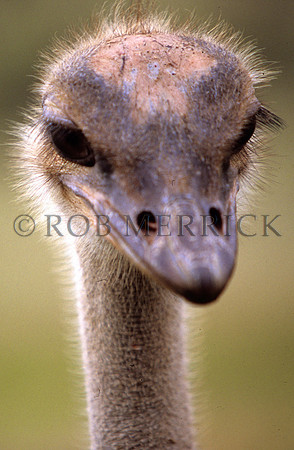 OstrichLewa_007