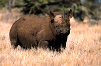 BlackRhinoLewa_015