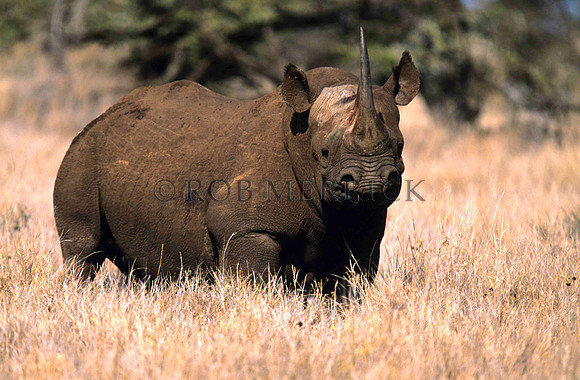 BlackRhinoLewa_015