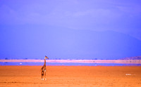 GiraffeAmboseli_002