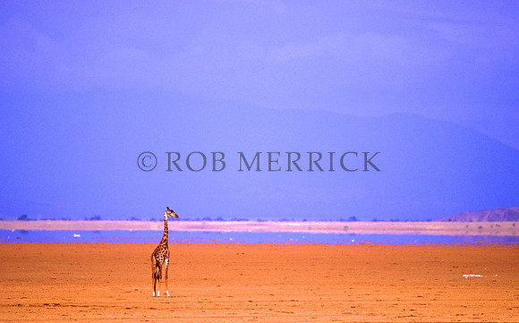 GiraffeAmboseli_002