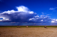 ElephantAmboseli_005