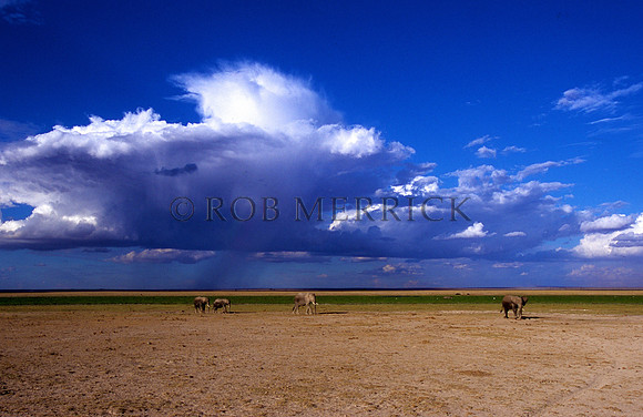 ElephantAmboseli_005