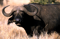CapeBuffaloLewa_009