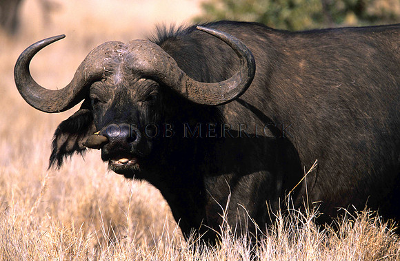 CapeBuffaloLewa_009