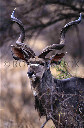 KuduLewa_002