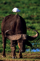 CapeBuffaloAmboseli_001