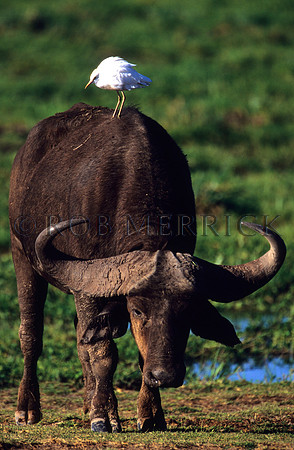 CapeBuffaloAmboseli_001