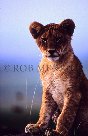 LionMara_039
