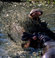 HippoMara_001