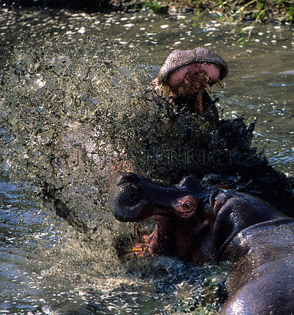 HippoMara_001