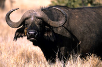 CapeBuffaloLewa_010