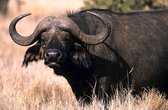 CapeBuffaloLewa_010