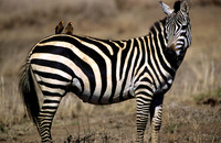 CommonZebraLewa_002