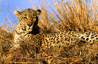 LeopardLondolozi_005