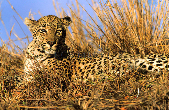 LeopardLondolozi_005