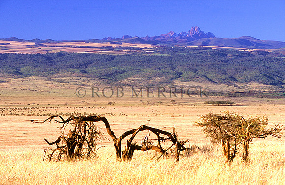Lewa_016