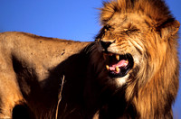 LionLewa_014